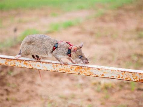 夢到死老鼠|梦见死老鼠